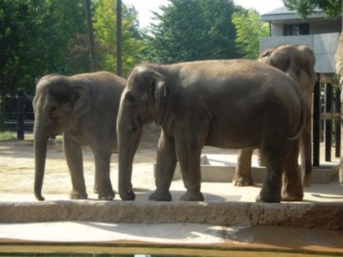 上野の動物園も、もちろん無料開放される（出典：上野動物園の見所）
