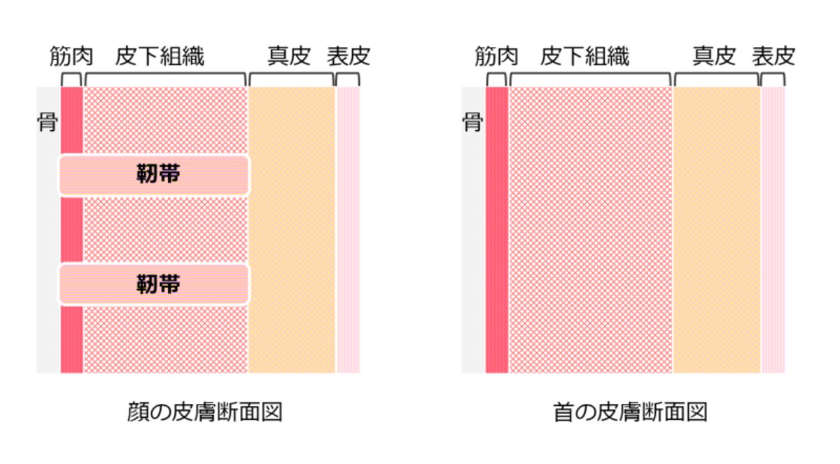 首には皮膚をささえる靭帯がない！