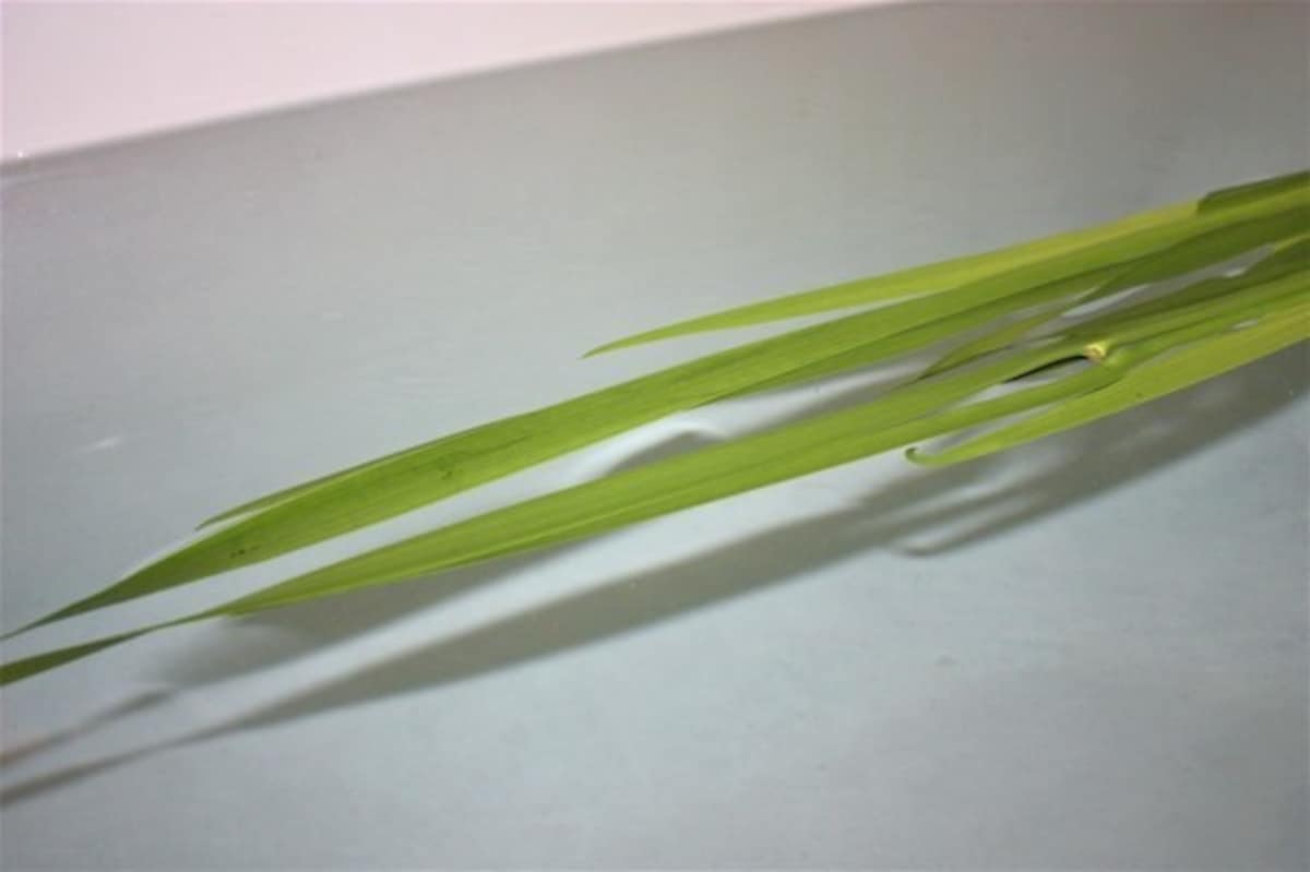 GW中のおうち時間には「こどもの日」の菖蒲湯にトライ！