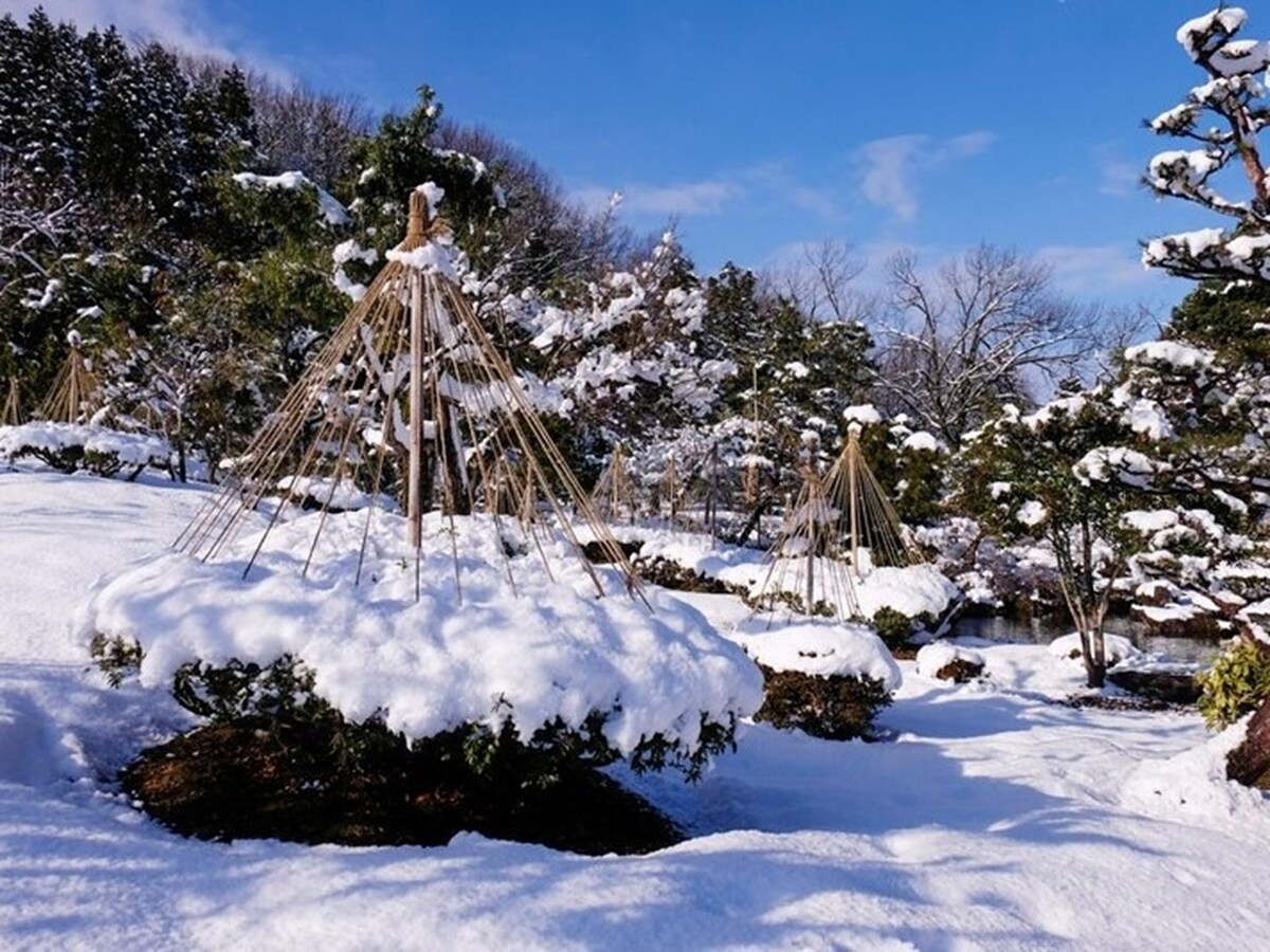 雪吊りをして、雪の重さから木々を守ります