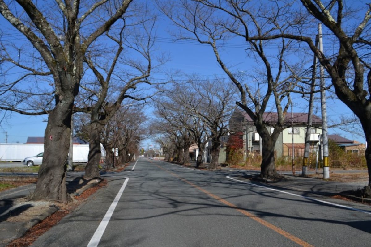 桜並木