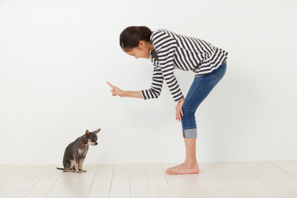 愛犬,犬,しつけ,怒る,イライラ,失敗