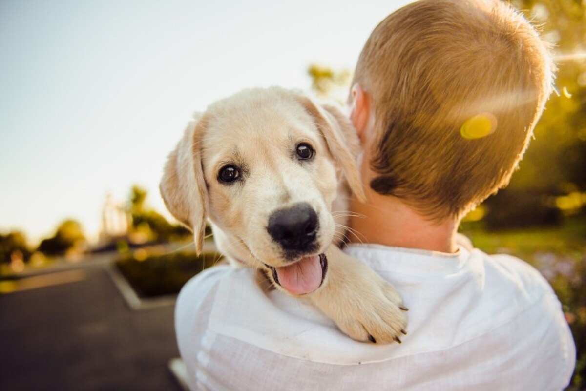 愛犬,犬,しつけ,幸せ,失敗,付き合い方