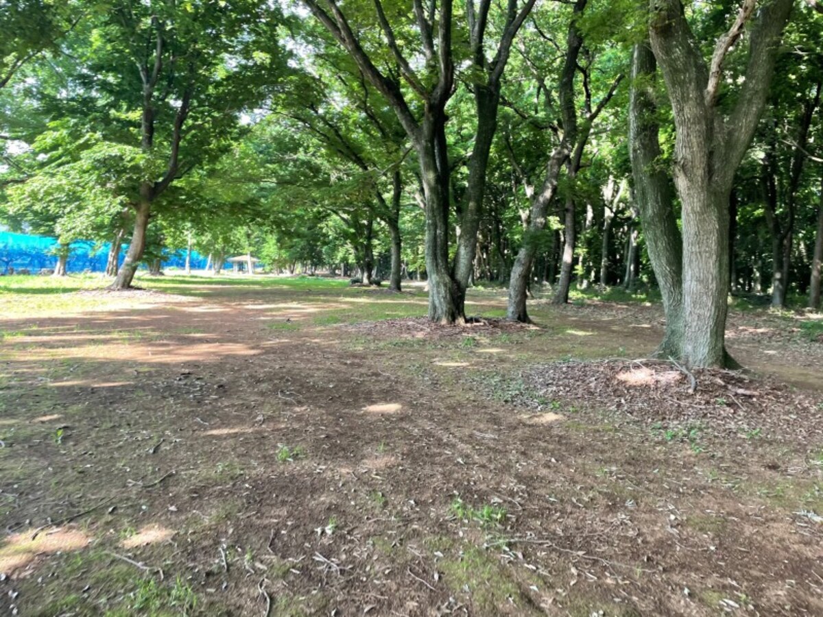 wood