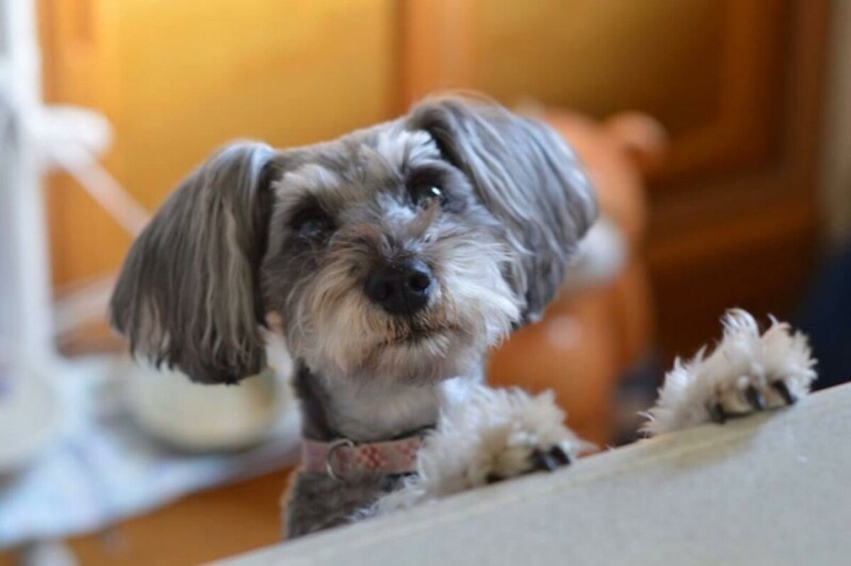 ミニチュアシュナウザー,愛犬,可愛すぎる,仕草,行動