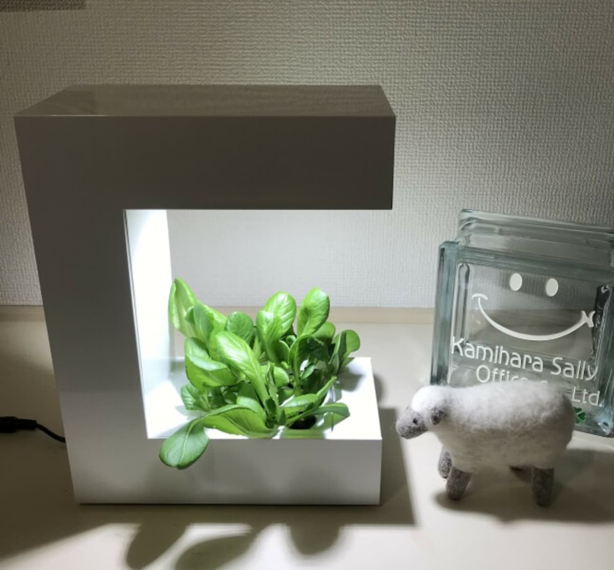 オリンピア照明「灯菜OMA14 」1万2200円前後。同梱のサラダ菜のタネをまいて玄関で栽培中