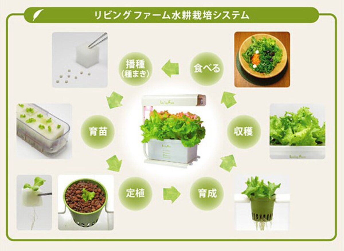 リビングファームの水耕栽培システム。スポンジに種をまき、発芽後に苗をハイドロボールに植え替えて育成させる仕組み