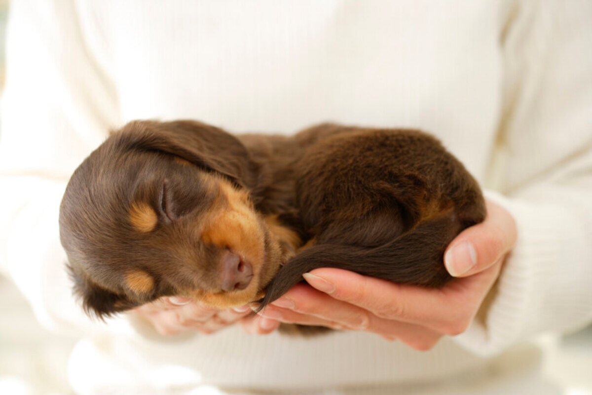 犬,愛犬,飼育,心構え,知っておくべきこと
