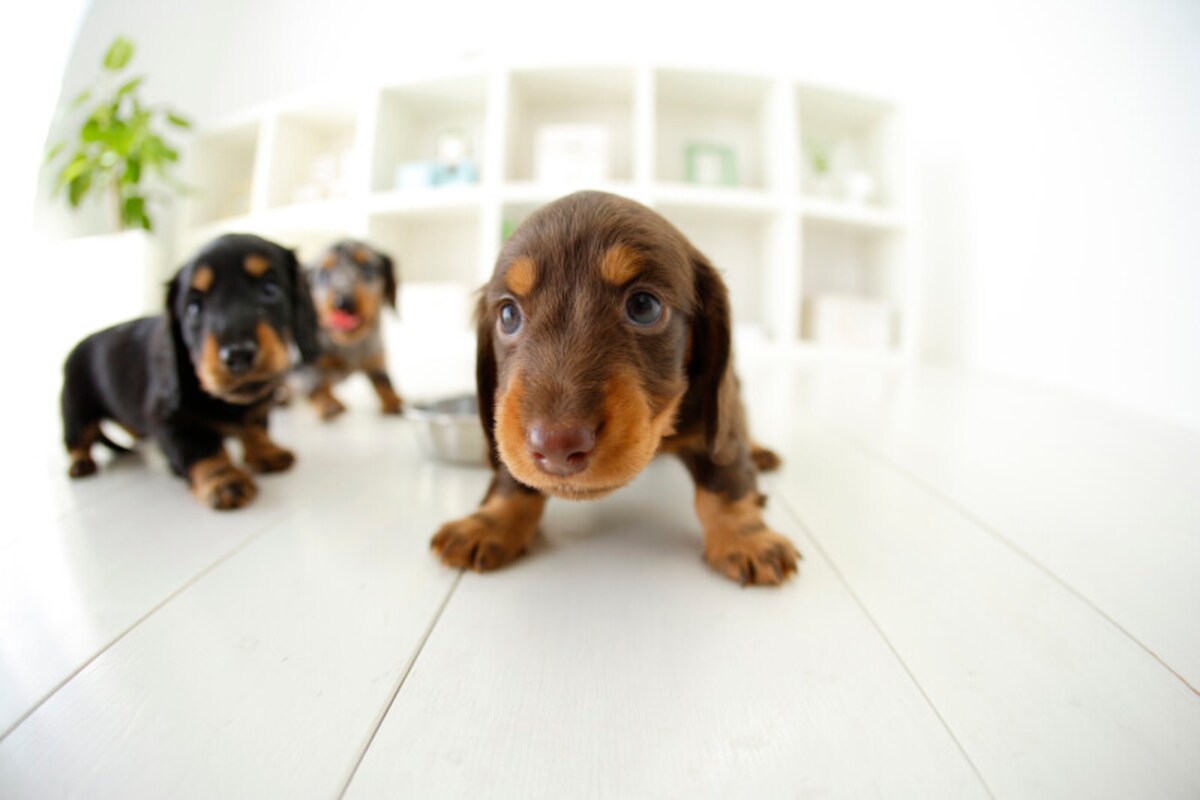 犬愛犬