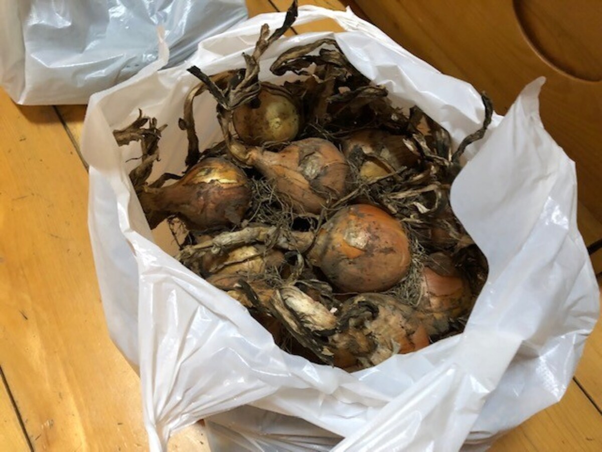 野菜の出品も可能