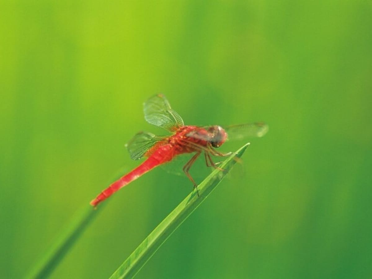 暦のうえでは「立秋」から秋になります