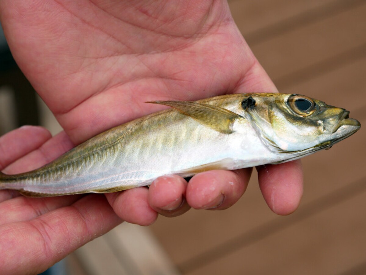 ピチピチと元気なアジを釣り上げることができて感激!