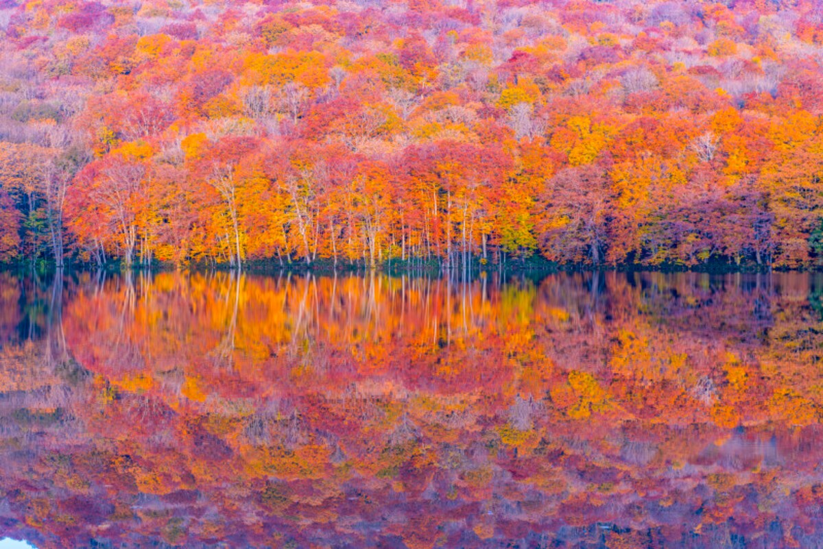 日本の紅葉は世界屈指の美しさ