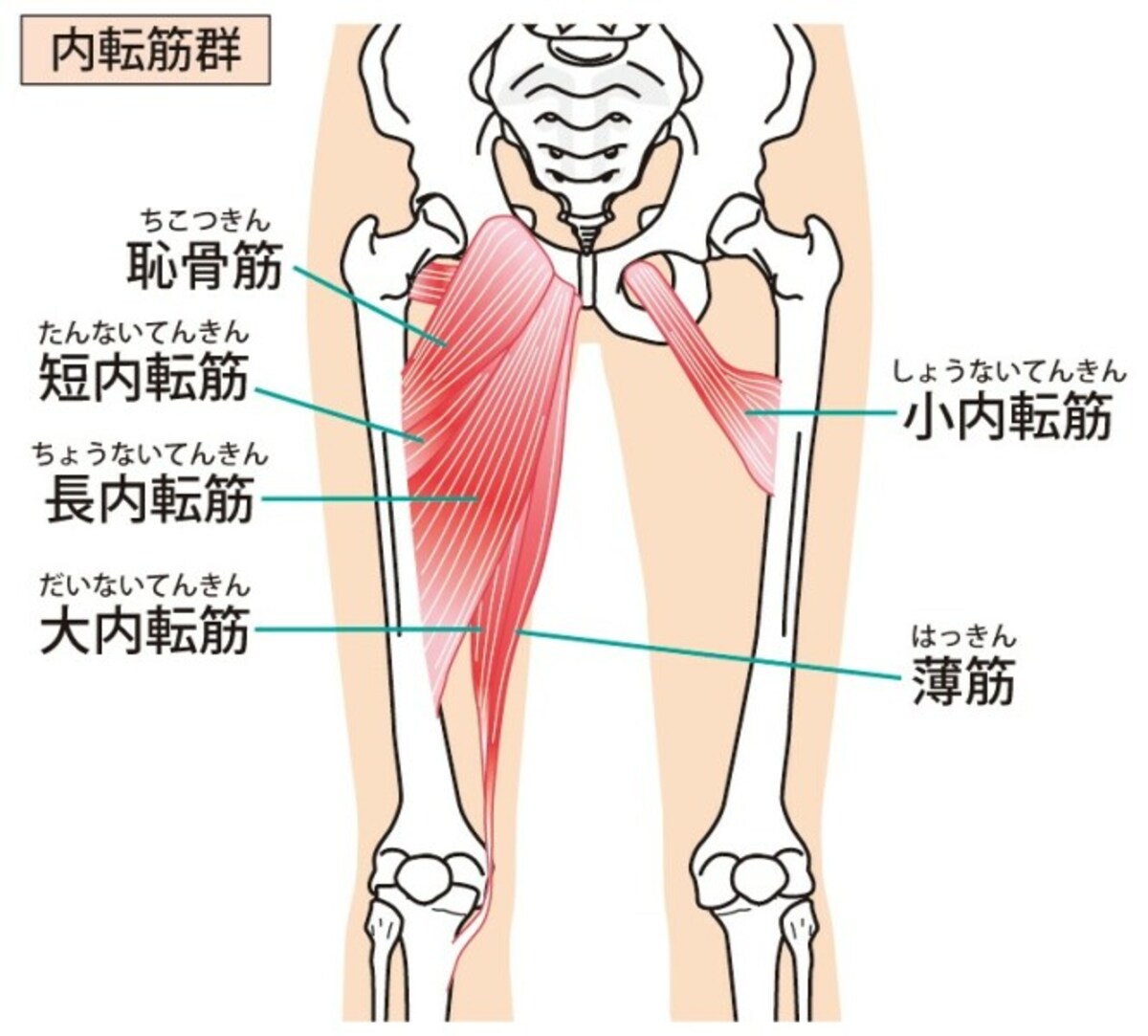 内転筋群：恥骨筋、薄筋、短・長内転筋、大内転筋