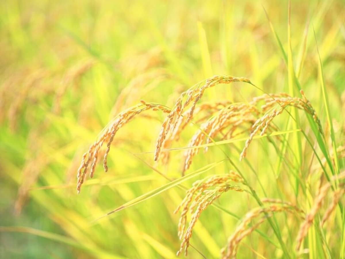 秋風が吹き渡る季節を表す「金風の候」。「○○の候」は「○○の折」「○○のみぎり」に置き換えて使うこともできる