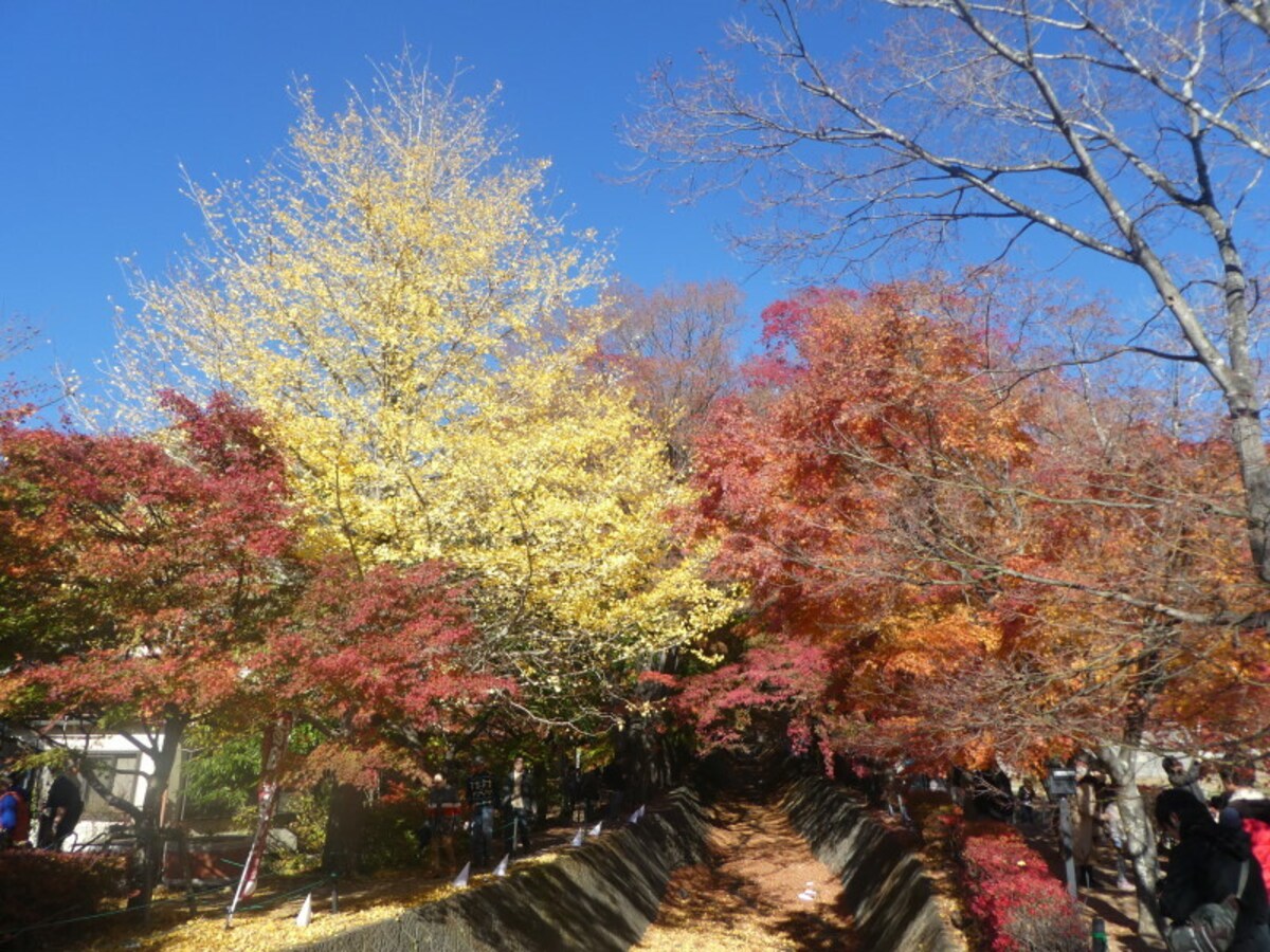 河口湖もみじ回廊の紅葉