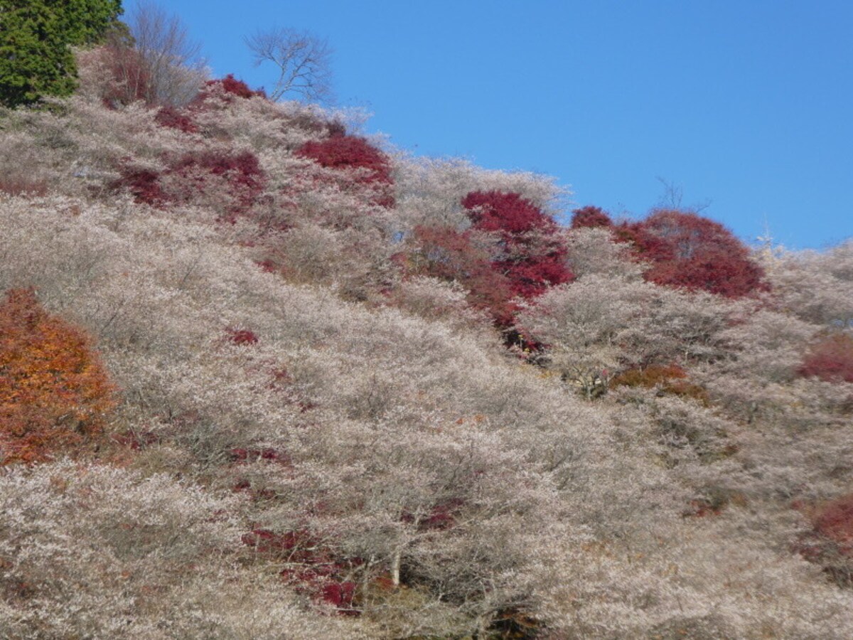 小原の四季桜と紅葉