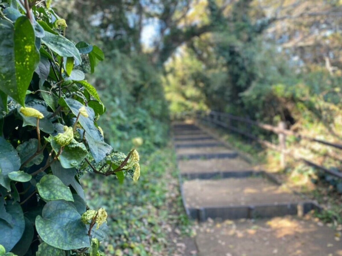 島ならでは植物が生い茂る小道