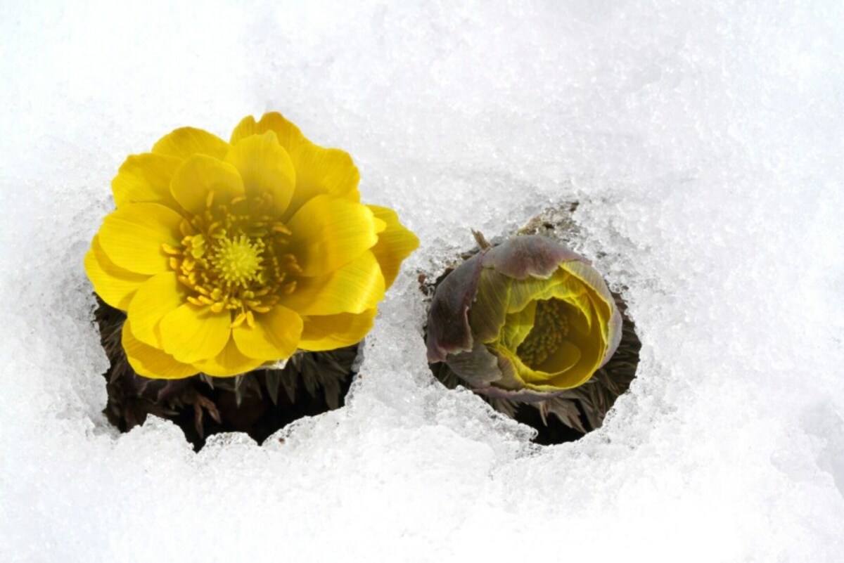 春の気配を感じたら、害虫に対しての仕掛けをはじめます