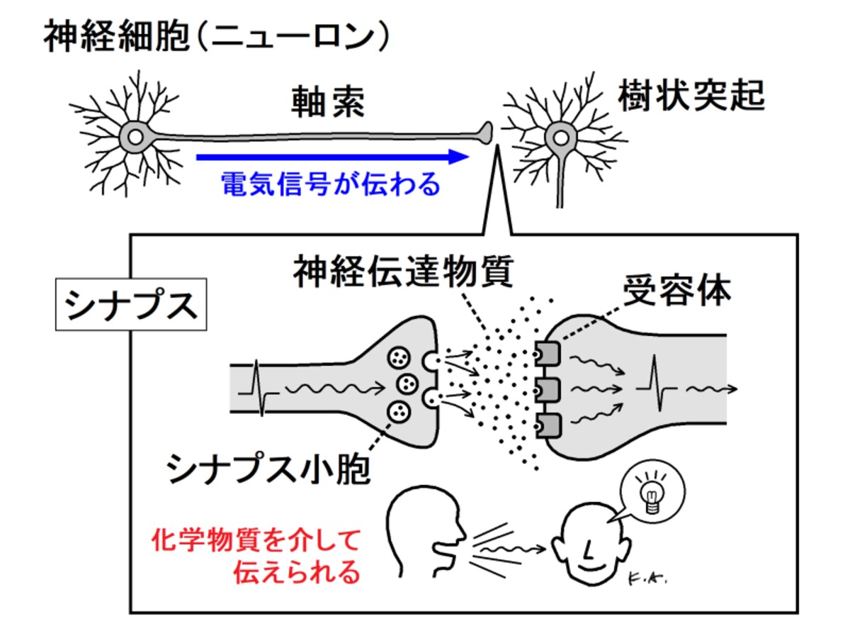 神経細胞,シナプス,神経伝達物質,受容体