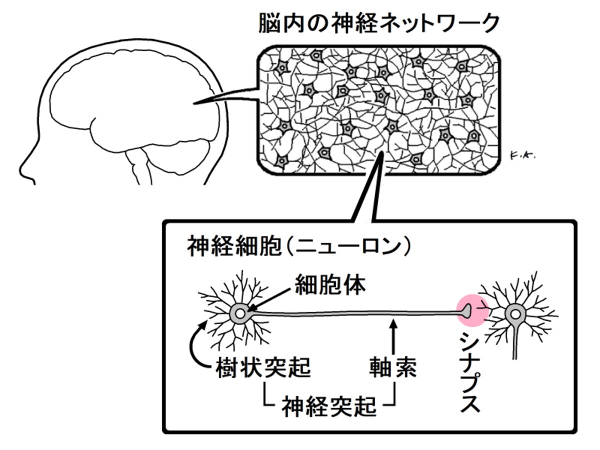 ニューロン,樹状突起,軸索,シナプス