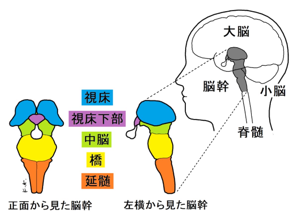 脳,延髄,中脳,視床,視床下部