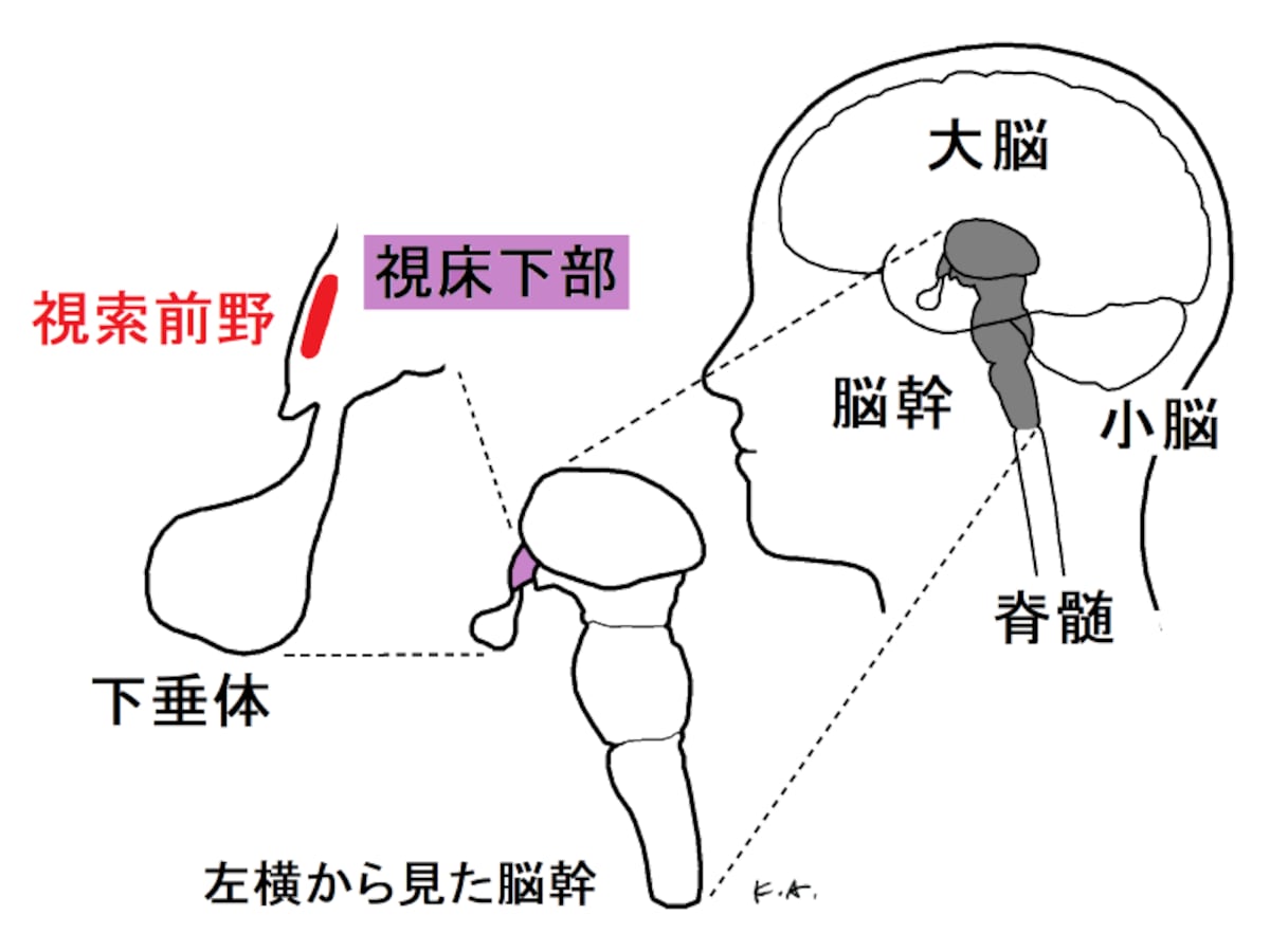 体温調節中枢,視床下部,視索前野