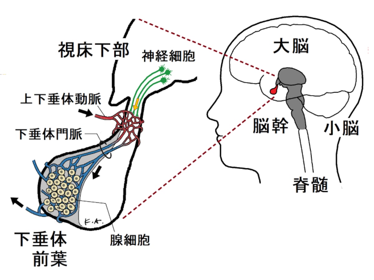視床下部,下垂体前葉ホルモン,下垂体門脈