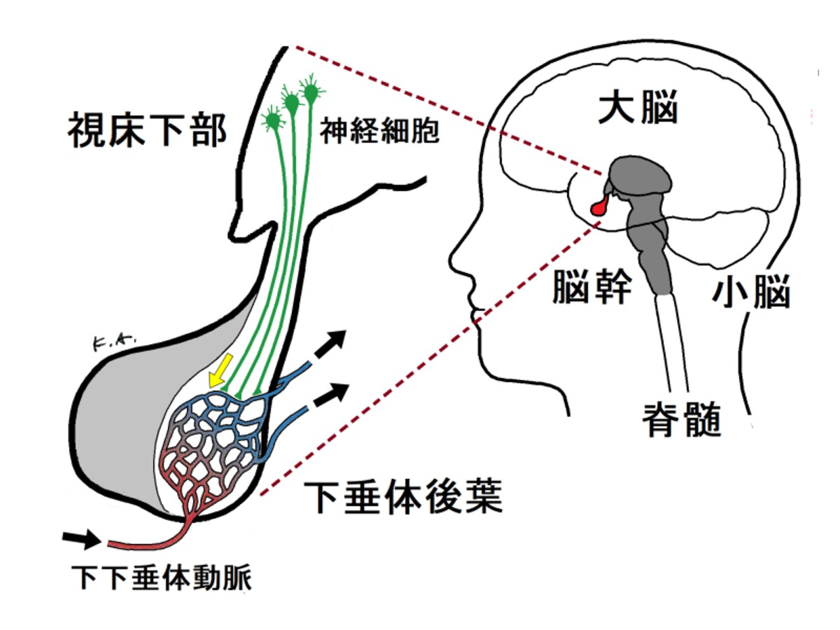 下垂体後葉,下下垂体動脈,視床下部,ホルモン