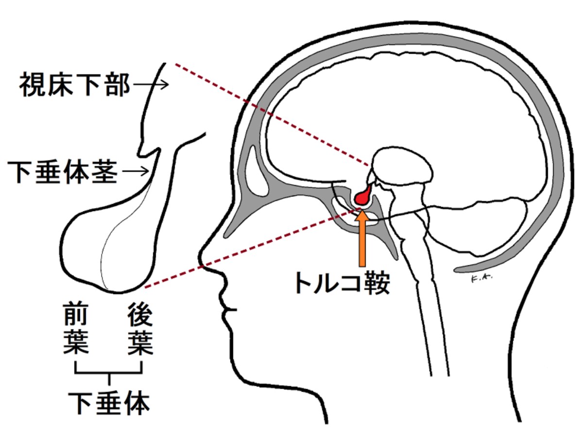 視床下部,下垂体,トルコ鞍