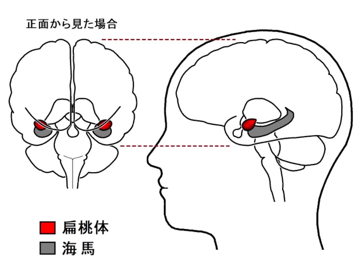 扁桃体,海馬,大脳辺縁系