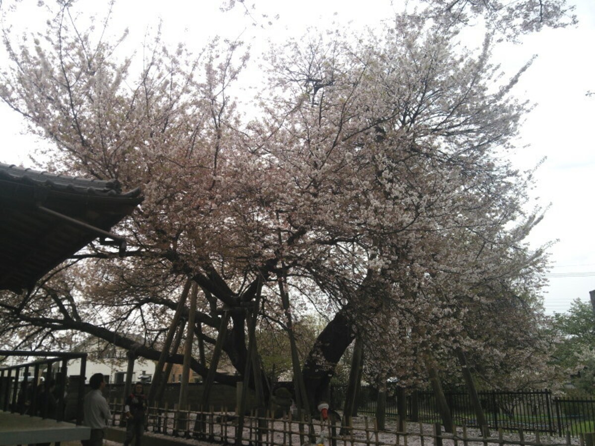 石戸蒲ザクラ