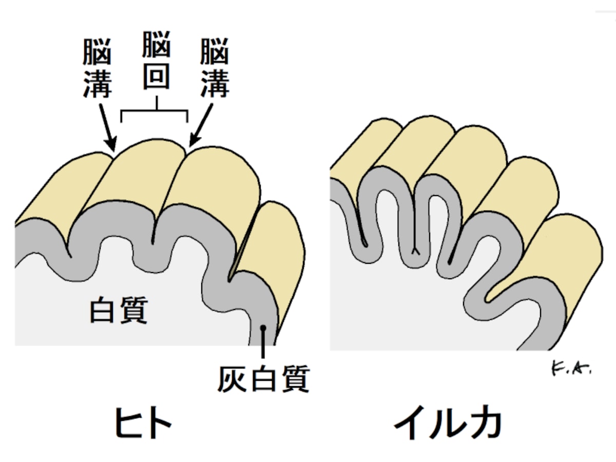 イルカ,大脳皮質,脳溝,脳回,灰白質,白質