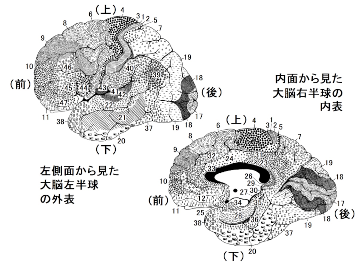 ブロードマンの脳地図