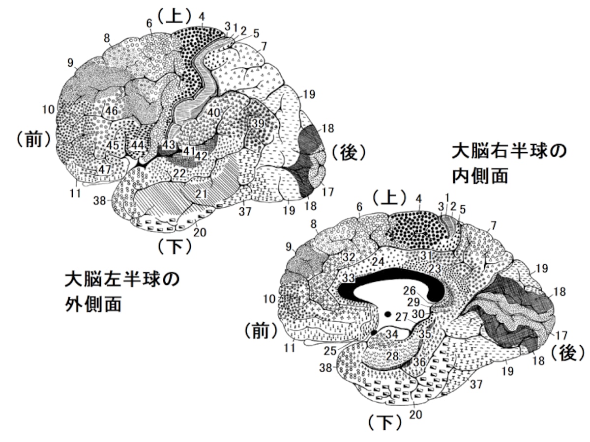 ブロードマンの脳地図