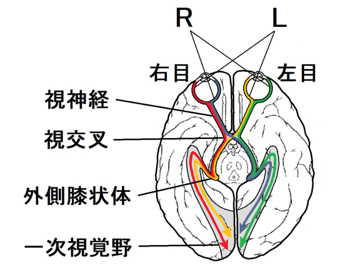 視神経,視交叉,外側膝状体,一次視覚野,半交叉