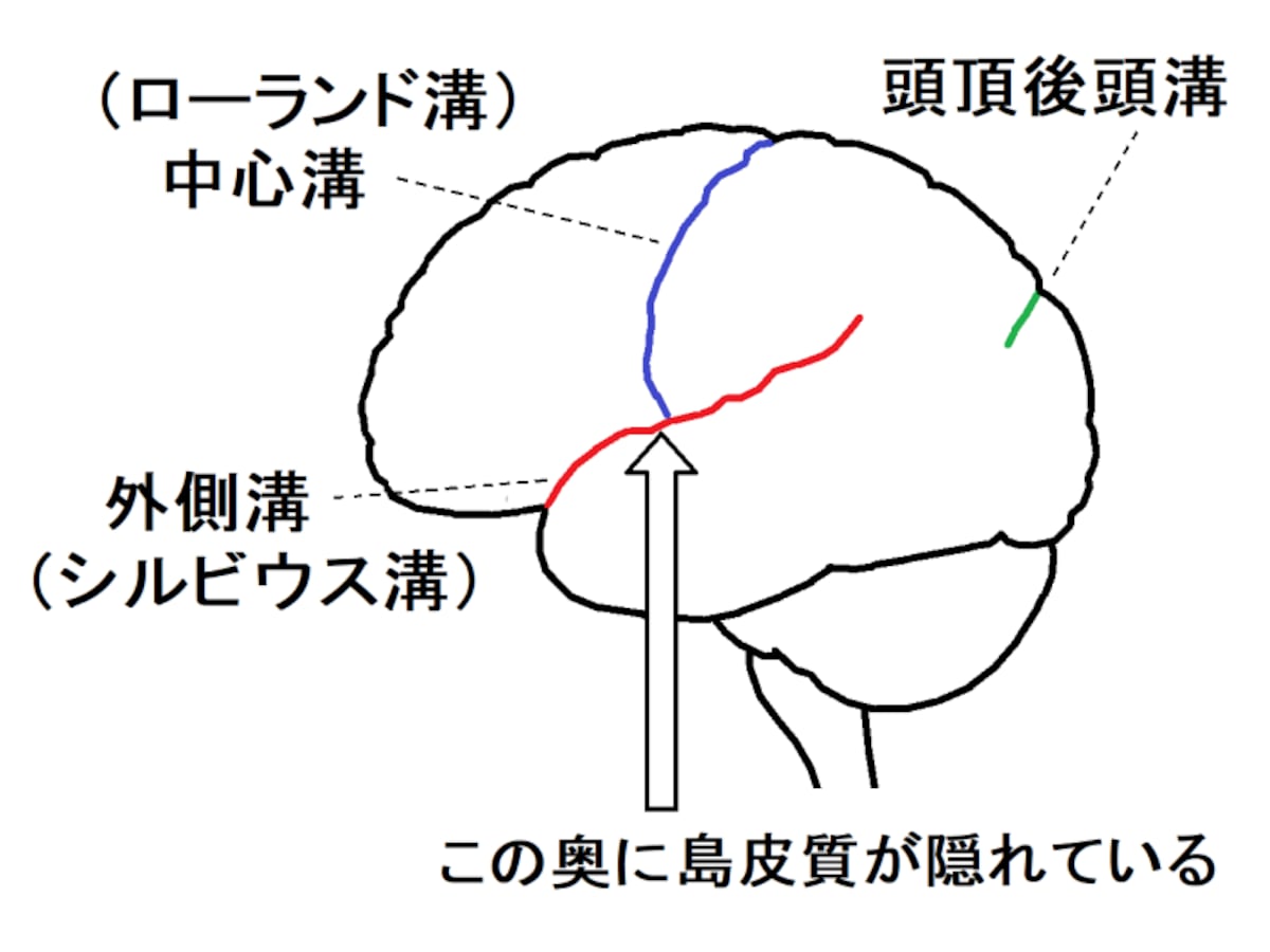 大脳新皮質,外側溝,中心溝,頭頂後頭溝,島皮質