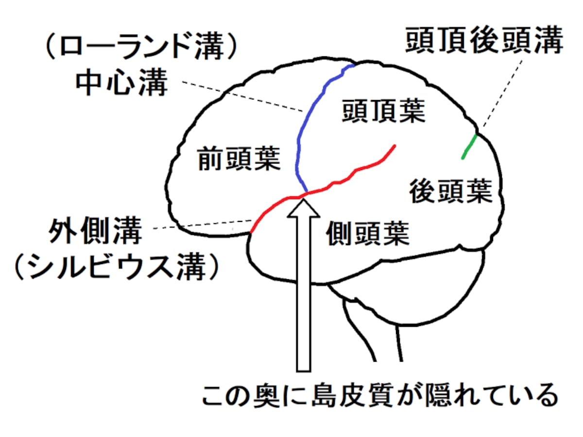 大脳皮質,外側溝,中心溝,頭頂後頭溝,島皮質