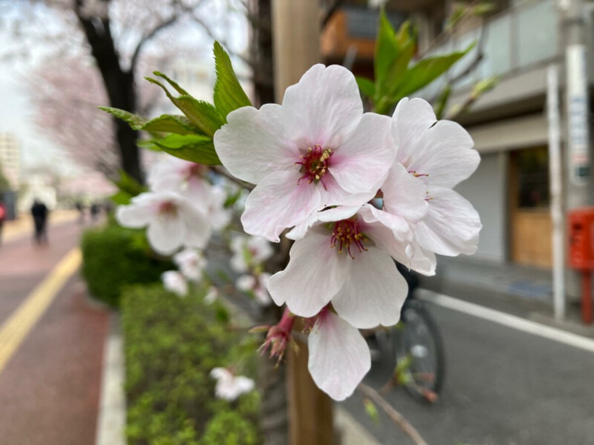 iPhone SE（第3世代）で撮影した満開の桜