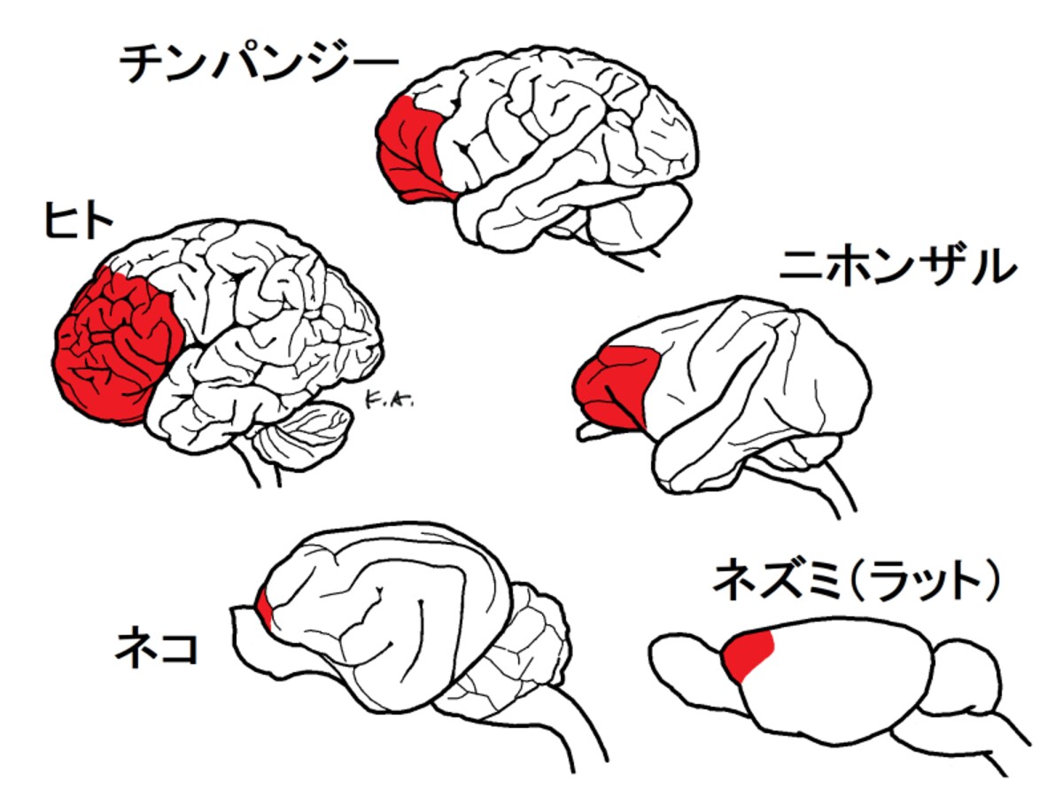 前頭前野チンパンジー,サル,ネコ,ネズミ