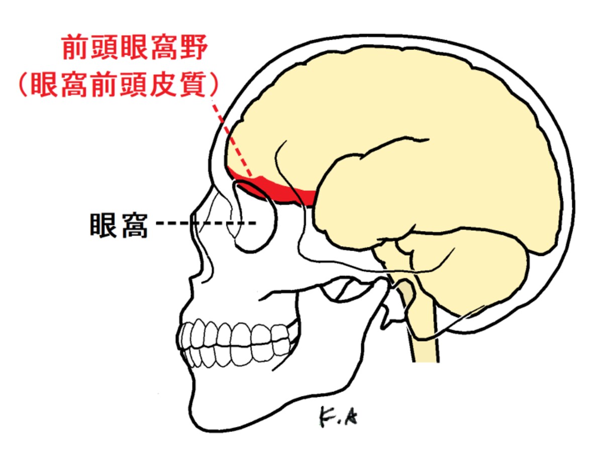 前頭前野,前頭眼窩野,眼窩前頭皮質,眼窩