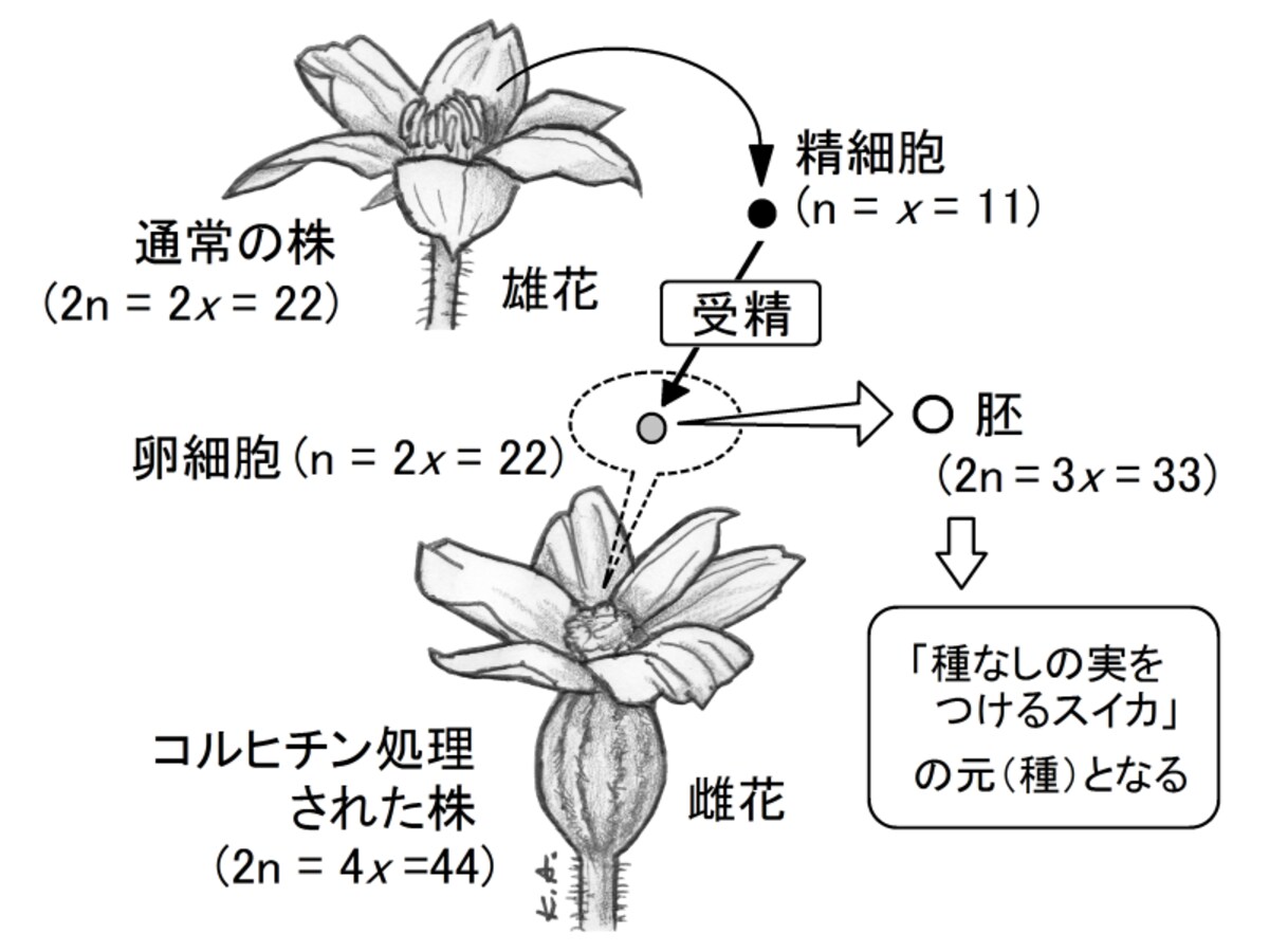 種なしスイカ,コルヒチン,倍数体