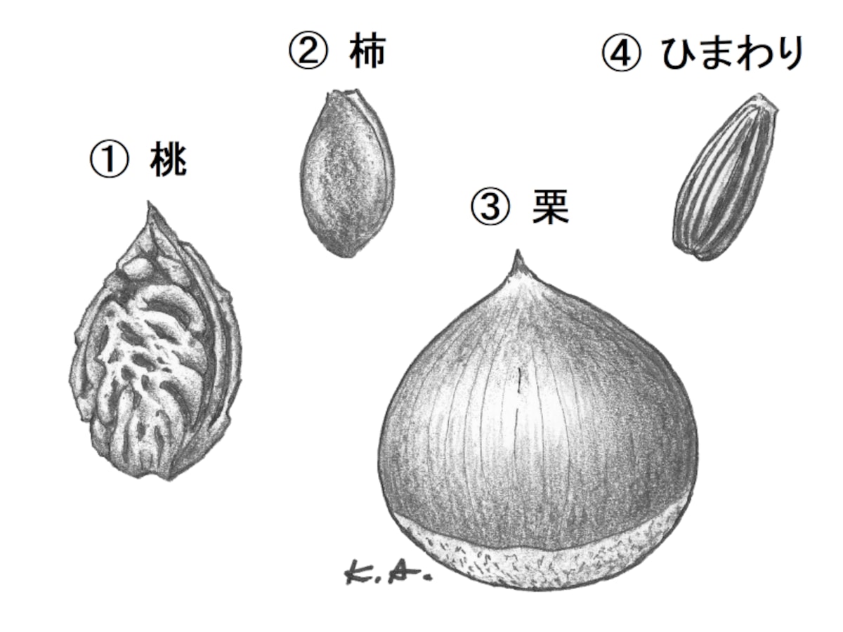 果実,種,果皮