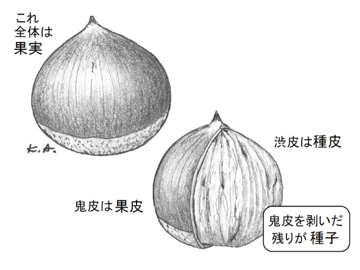 クリ,果実,種子