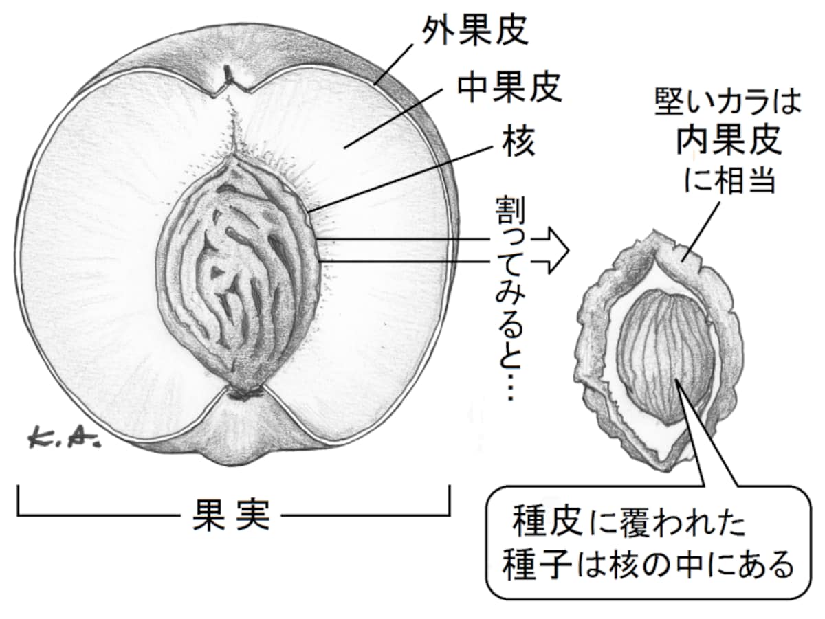 モモ,果実,核,種