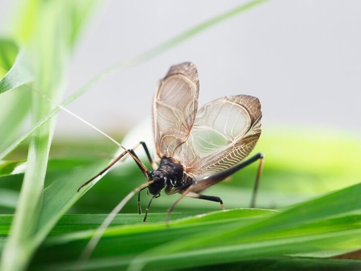 秋の虫の代表格の鈴虫。秋の虫といえばほかに何？