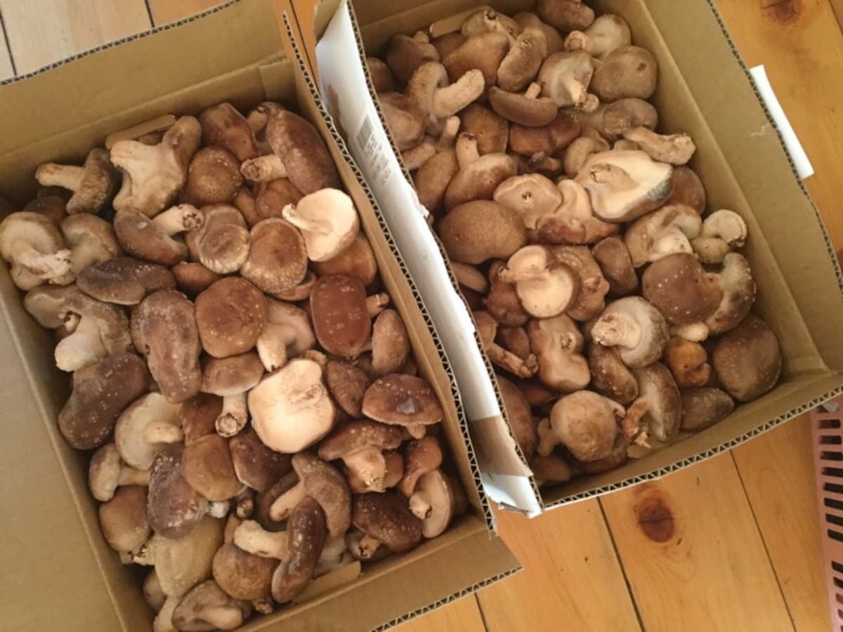 メルカリで買った椎茸6kg。これで4000円前後