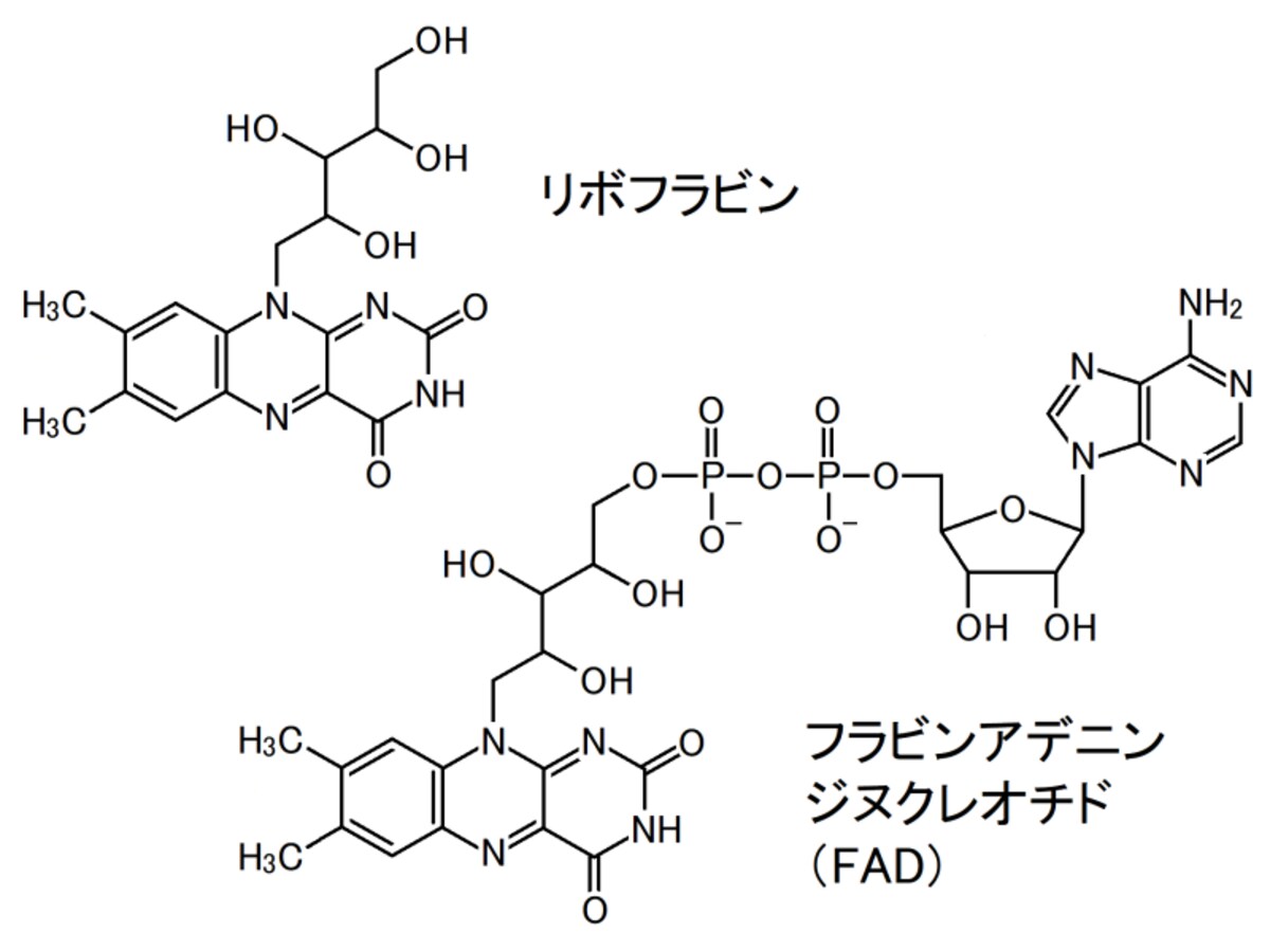ビタミンB2,リボフラビン,FAD
