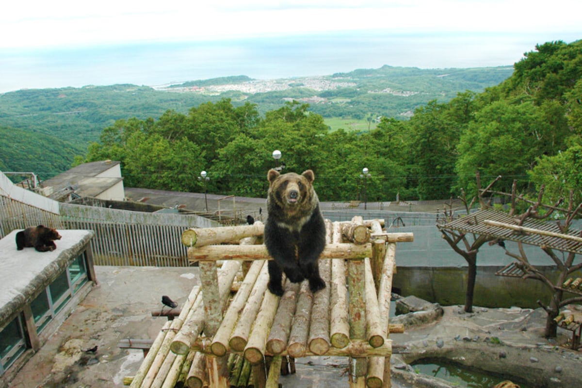 のぼりべつクマ牧場