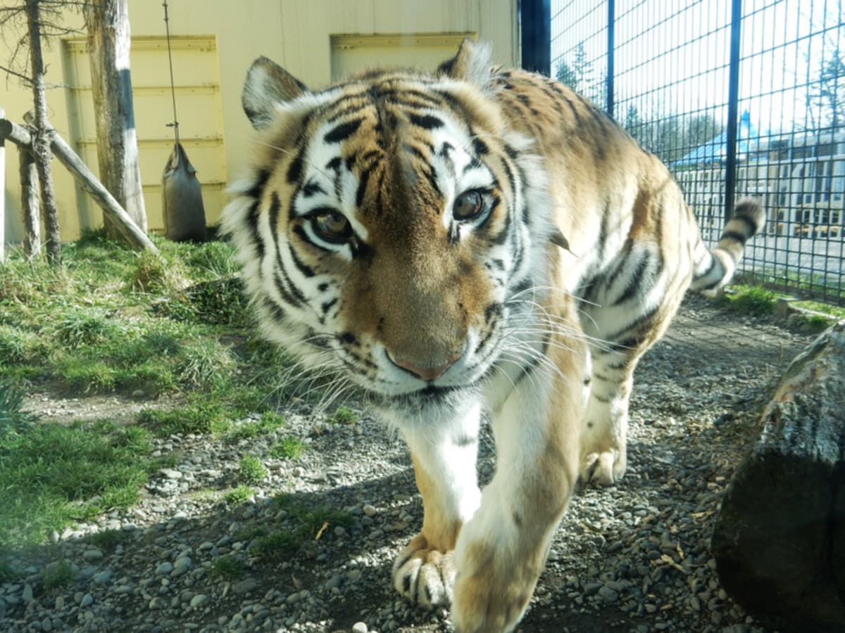 釧路市動物園